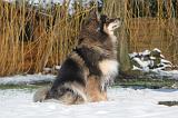 CHIEN FINNOIS DE LAPONIE 192